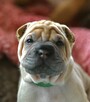 Mamy szczenięta rasy sharpei po utytułowanych rodzicach - 12
