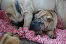 Mamy szczenięta rasy sharpei po utytułowanych rodzicach - 5