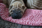 Mamy szczenięta rasy sharpei po utytułowanych rodzicach - 7