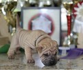 Mamy szczenięta rasy sharpei po utytułowanych rodzicach - 2