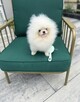 Cudowny Pomeranian szpic miniaturowy Herkules Boy - 2