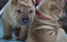 Mamy szczenięta rasy sharpei po utytułowanych rodzicach - 10
