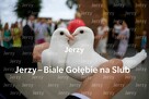 Białe gołębie na ślub - 12