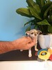 Chihuahua XSS Maleńki z Wielkim Sercem Błękitny Królewicz - 10