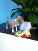 Chihuahua XSS Maleńki z Wielkim Sercem Błękitny Królewicz - 8