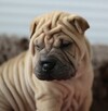 Mamy szczenięta rasy sharpei po utytułowanych rodzicach - 8