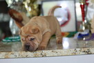 Mamy szczenięta rasy sharpei po utytułowanych rodzicach - 4