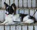 Papillon suczka tricolor /ZKwP FCI/ - 3