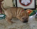 Mamy szczenięta rasy sharpei po utytułowanych rodzicach - 3
