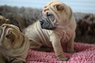 Mamy szczenięta rasy sharpei po utytułowanych rodzicach - 6