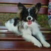 Papillon suczka tricolor /ZKwP FCI/ - 7