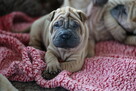 Mamy szczenięta rasy sharpei po utytułowanych rodzicach - 14