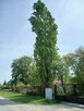 Oddam drzewo - 3