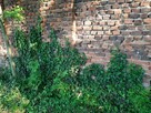 BLUSZCZ pospolity HEDERA HELIX na ŻYWOPŁOT na mur - 4