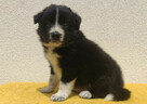 BORDER COLLIE z Hodowli - Rasowy pies z pełną dok. przebadan - 3
