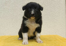 BORDER COLLIE z Hodowli - Rasowy pies z pełną dok. przebadan - 2