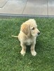 Sprzedam Golden Retriever - 3