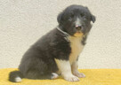 BORDER COLLIE z Hodowli - Rasowy pies z pełną dok. przebadan - 3