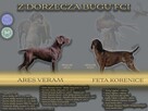 Wyżeł niemiecki krótkowłosy Z Dorzecza Bugu FCI - 15