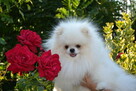 SZPIC MINIATUROWY POMERANIAN ŚLICZNA MALUTKA BIAŁA SUNIA - 4