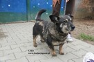 Czika cudowna przylepa - 5