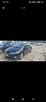 Honda Civic - 2