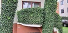 BLUSZCZ pospolity HEDERA HELIX na ŻYWOPŁOT na mur - 2