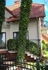 BLUSZCZ pospolity HEDERA HELIX na ŻYWOPŁOT na mur - 3
