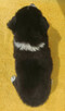 BORDER COLLIE z Hodowli - Rasowy pies z pełną dok. przebadan - 4