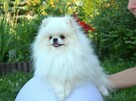 SZPIC MINIATUROWY POMERANIAN ŚLICZNA MALUTKA BIAŁA SUNIA - 5
