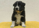 BORDER COLLIE z Hodowli - Rasowy pies z pełną dok. przebadan - 2