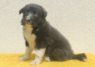BORDER COLLIE z Hodowli - Rasowy pies z pełną dok. przebadan - 1