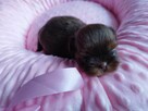 *** Shih Tzu Czekoladowe Pieski Po Malutkich Rodzicach *** - 8