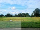 Sprzedam działki budowlane w gm. Wielgomłyny - 2