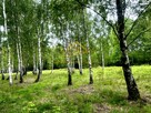 Działka siedliskowa Grodzisk Mazowiecki - 1