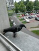 Wynajmę pokoje lub pokuj w Krakowie - 6