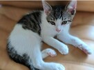 Romeo i Julian - dzieci wyrzuconej na ulicę ciężarnej kotki - 3