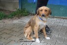 Lejdi - sunia marzenie - 3