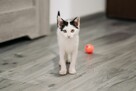 Fotka śliczna kotka do adopcji - 6