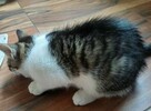 Romeo i Julian - dzieci wyrzuconej na ulicę ciężarnej kotki - 5