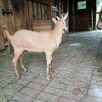 Piękny Koziołek i kòzka z hodowli ekologicznej - 11