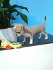Chihuahua XSS Maleńki z Wielkim Sercem Błękitny Królewicz - 2