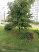 Mieszkanie 51m2 na sprzedaż - 12