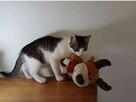 Romeo i Julian - dzieci wyrzuconej na ulicę ciężarnej kotki - 6