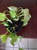 Epipremnum (Golden Pothos) - 2