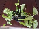 Epipremnum (Golden Pothos) - 3