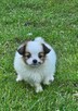 Spaniel Kontynentalny - Papillon - 5