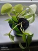 Epipremnum (Golden Pothos)
