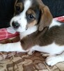 Beagle tricolor - 1