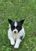 Spaniel Kontynentalny - Papillon - 4